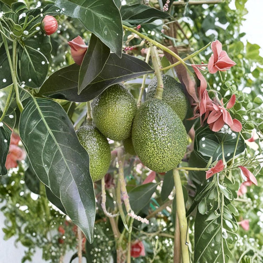 Brazos Belle Avocado Seeds – Rare Cold Hardy Black Variety 2 Organic Seeds | USA Grown | Naturally Grown  Black Avocado | Cold Tolerant | Collector Favorite