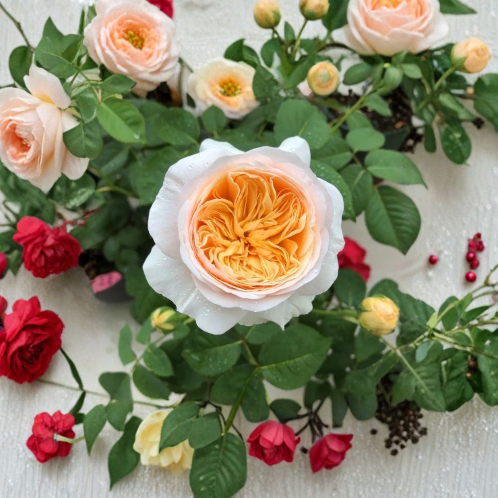 Juliet Rose Seeds – 8 Rare Seeds | Peach English Rose | Romantic Fragrant Garden Flower | Luxury Wedding Rose