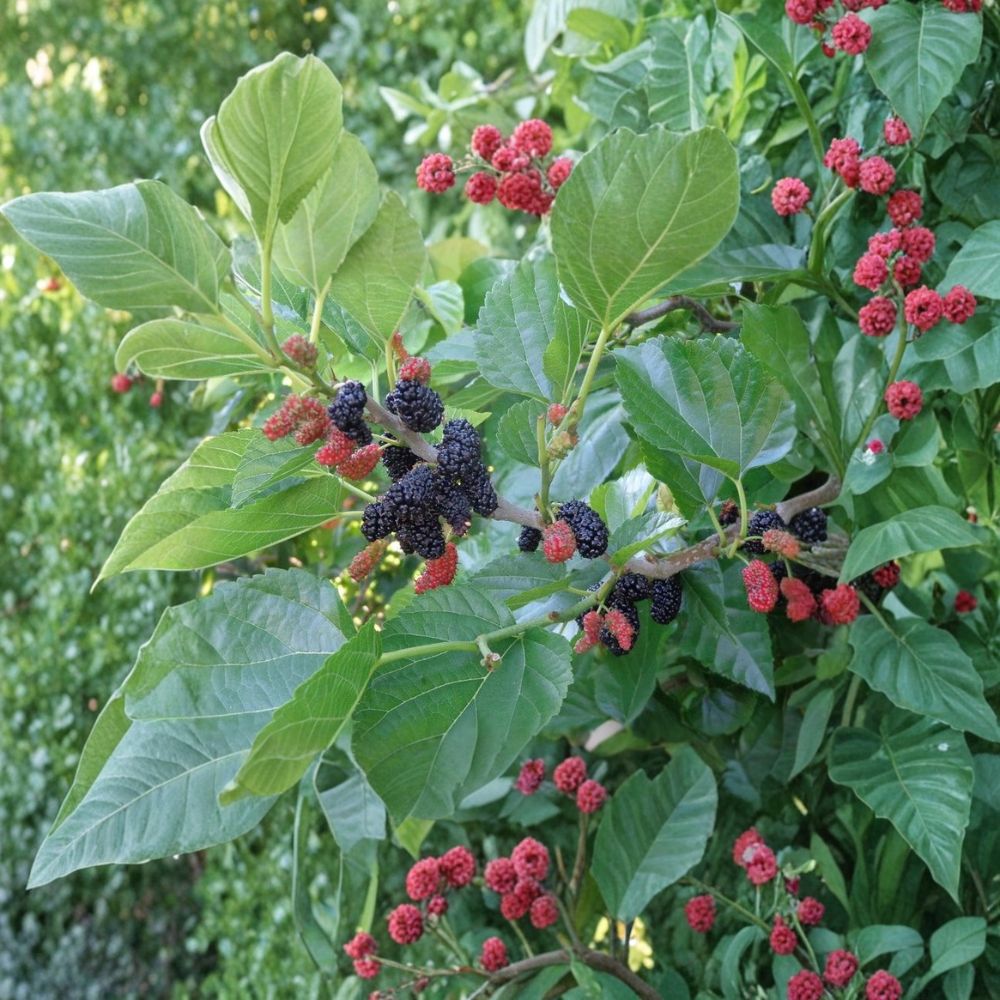 Contorted Mulberry – Rare Morus Tree Cuttings | 3 Fresh Unrooted Cuttings for Rooting or Grafting | Unique Twisted Mulberry Variety | Edible Fruit Tree Propagation