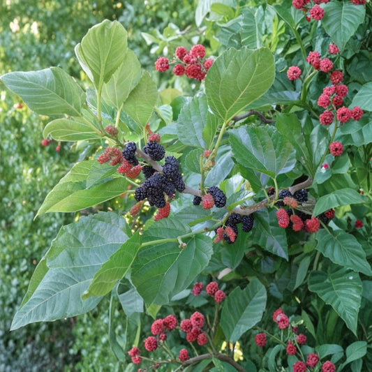 Contorted Mulberry – Rare Morus Tree Cuttings | 3 Fresh Unrooted Cuttings for Rooting or Grafting | Unique Twisted Mulberry Variety | Edible Fruit Tree Propagation
