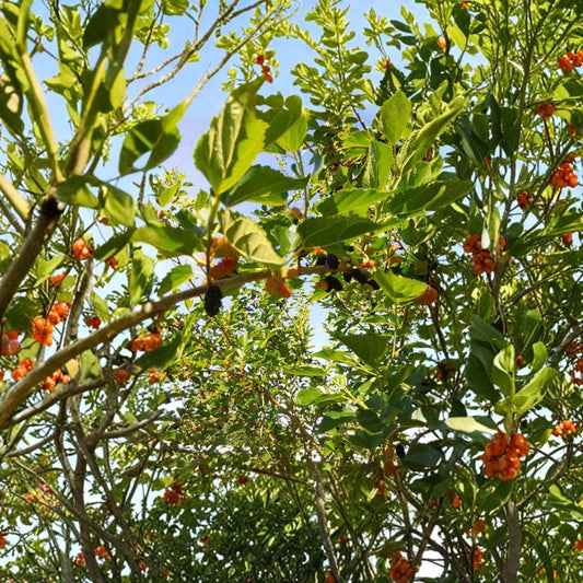 Red Mulberry – Morus rubra Fresh Cuttings | 7–9 Inch Unrooted Propagation Wood | 10 Pack Organic Fruit Tree Cuttings | Edible Berry Tree