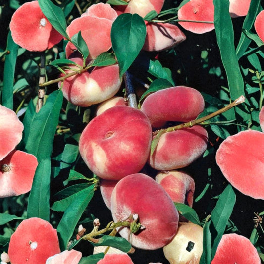 Japanese Donut Peach – Rare Flat Peach Cuttings | 3 Fresh Unrooted Cuttings | Sweet Saturn Doughnut Peach Tree | 4–6 Inch Cuttings for Rooting or Grafting