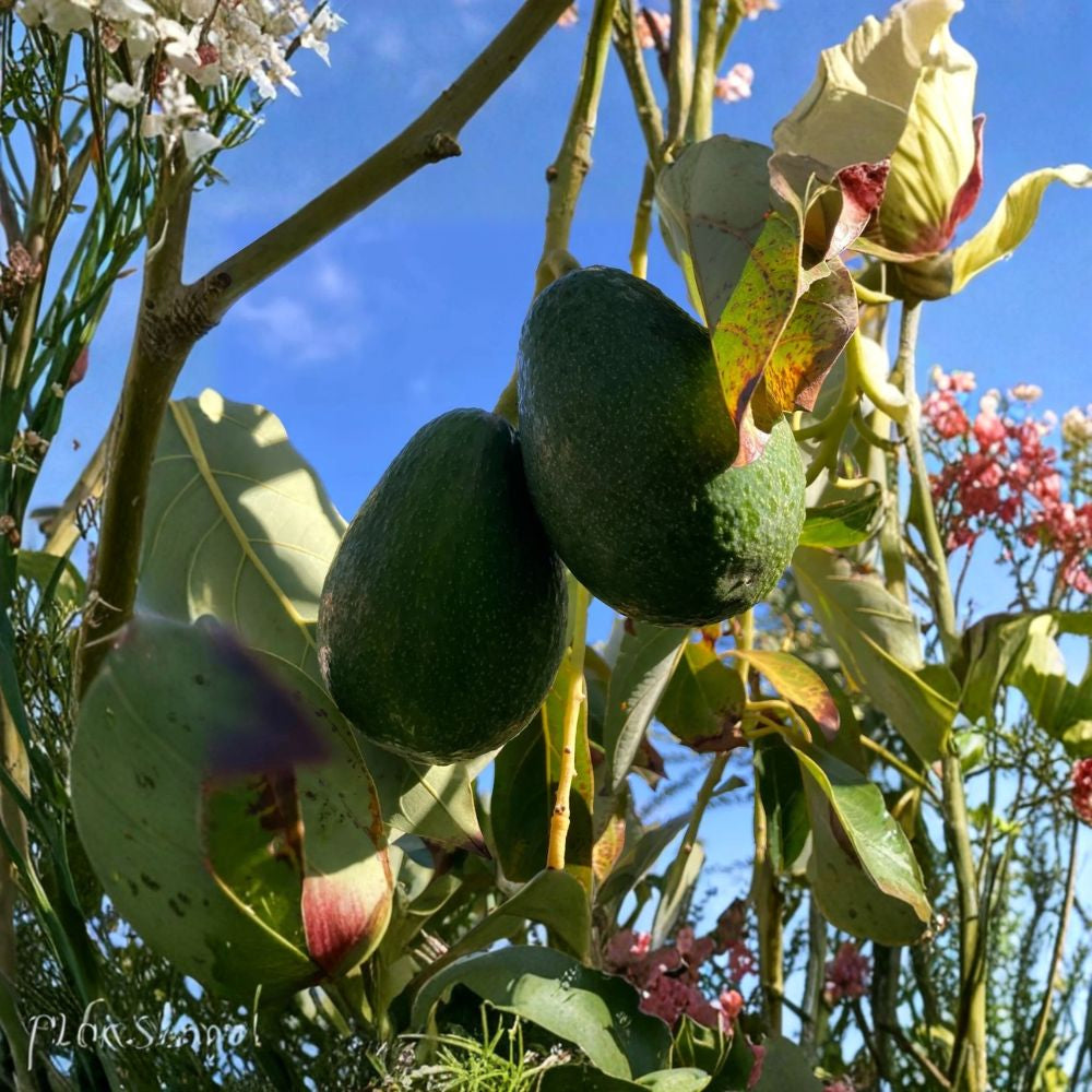 Fantastic Avocado Seeds – Persea americana 10 Seeds | Easy to Grow | Home Garden Variety  Cold Hardy Type | Pear-Shaped Fruit | Great Flavor