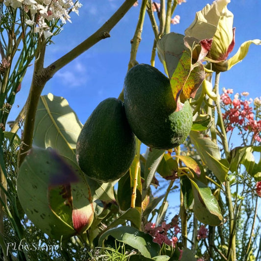 Fantastic Avocado Seeds – Persea americana 10 Seeds | Easy to Grow | Home Garden Variety  Cold Hardy Type | Pear-Shaped Fruit | Great Flavor