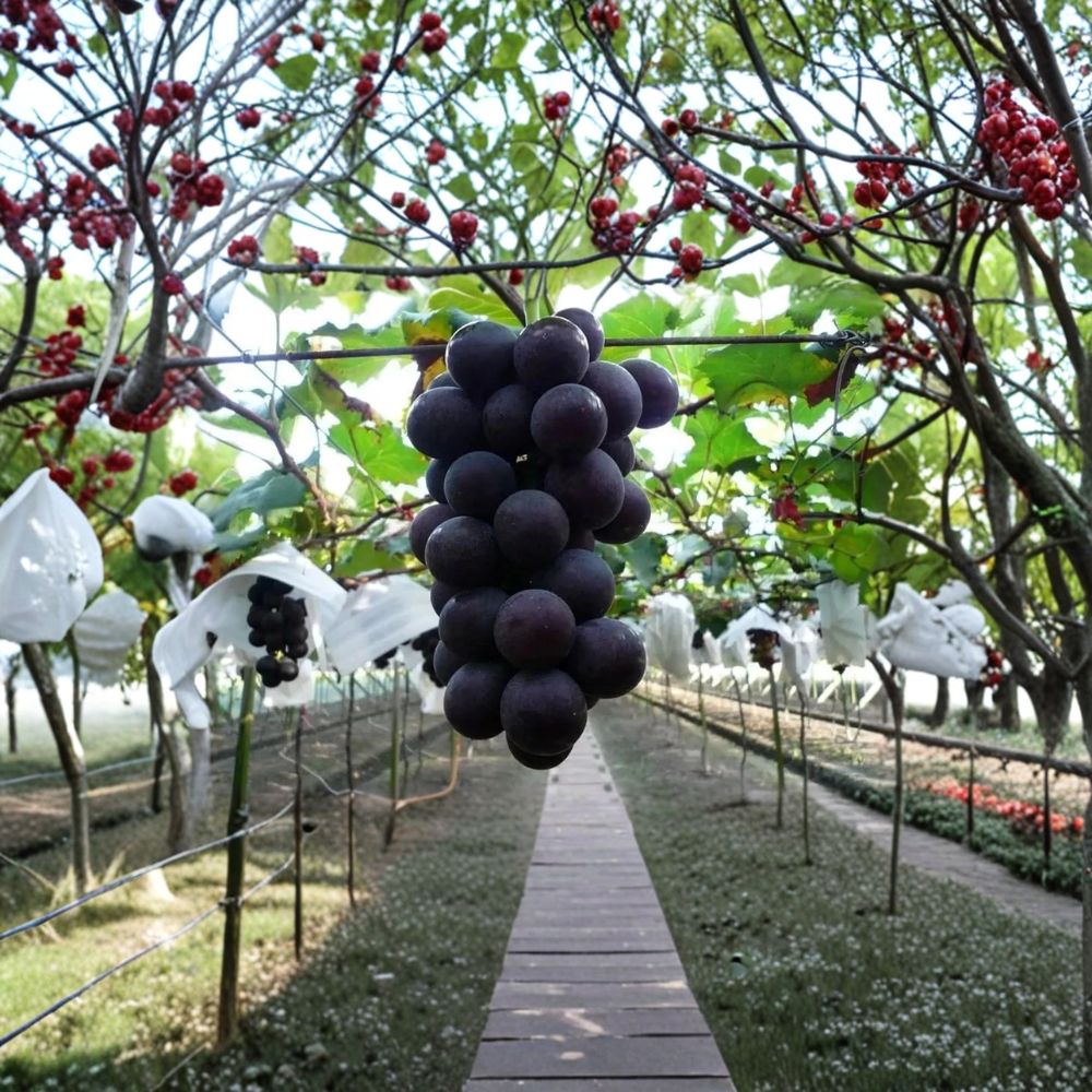 Japanese Kyoho Grape Vine – Vitis vinifera Live Organic Plant | 1–2 Feet Tall | Rare Large Sweet Table Grape | Garden & Trellis Friendly