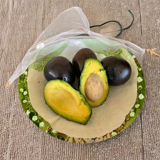 Brogden Avocado Seeds – Persea americana  2 Fresh Avocado Seeds Cold Hardy Variety • Easy to Grow