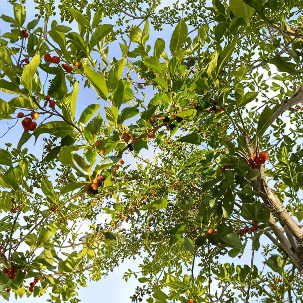 Red & Black Mulberry – Morus Live Rooted Plants | 6–8 Inch Young Trees | 7 Pack Organic Fruit Mulberry | Backyard Orchard & Edible Garden