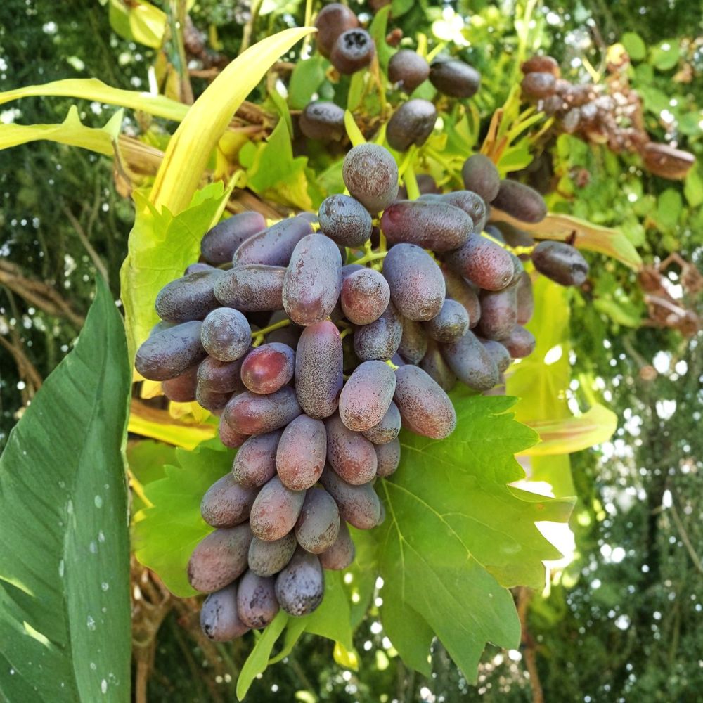 Super Rare Long Crimson Grape Vine – Live Plant 2–3 Ft Tall | Big Sweet Crimson Grapes | Organic Fruit Vine Starter | Backyard Vineyard Plant