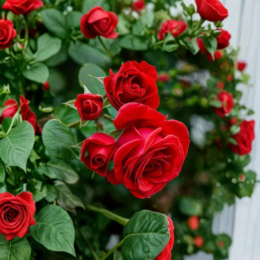 Eternity Red Rose – Rare Rose Cuttings | 3 Fresh Unrooted Rose Cuttings | Deep Red Garden Rose for Rooting or Grafting | Collector Flower Variety