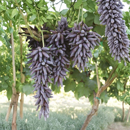 Moon Drop Seedless Grape Cuttings – Vitis vinifera Rare Propagation Set | 5 Unrooted Cuttings 6–8 Inches Long | Rooting or Grafting Vine