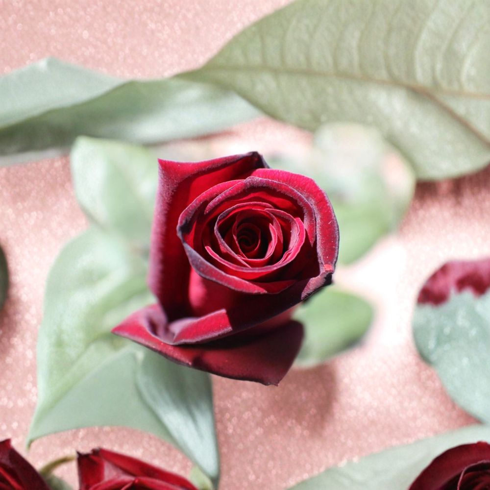 SUPER RARE Taboo Rose – 3 Unrooted Cuttings for Rooting or Grafting | Deep Red Fragrant Rose Variety | Garden Rose Propagation Starter | Rare Flower Cutting