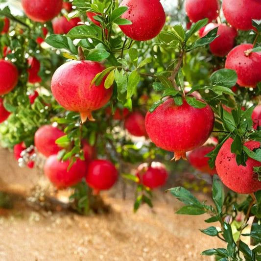 Eversweet Pomegranate Cuttings – Punica granatum Rare Propagation Set | 3 Cuttings 6–8 Inches Long | Rooting or Grafting Fruit Tree