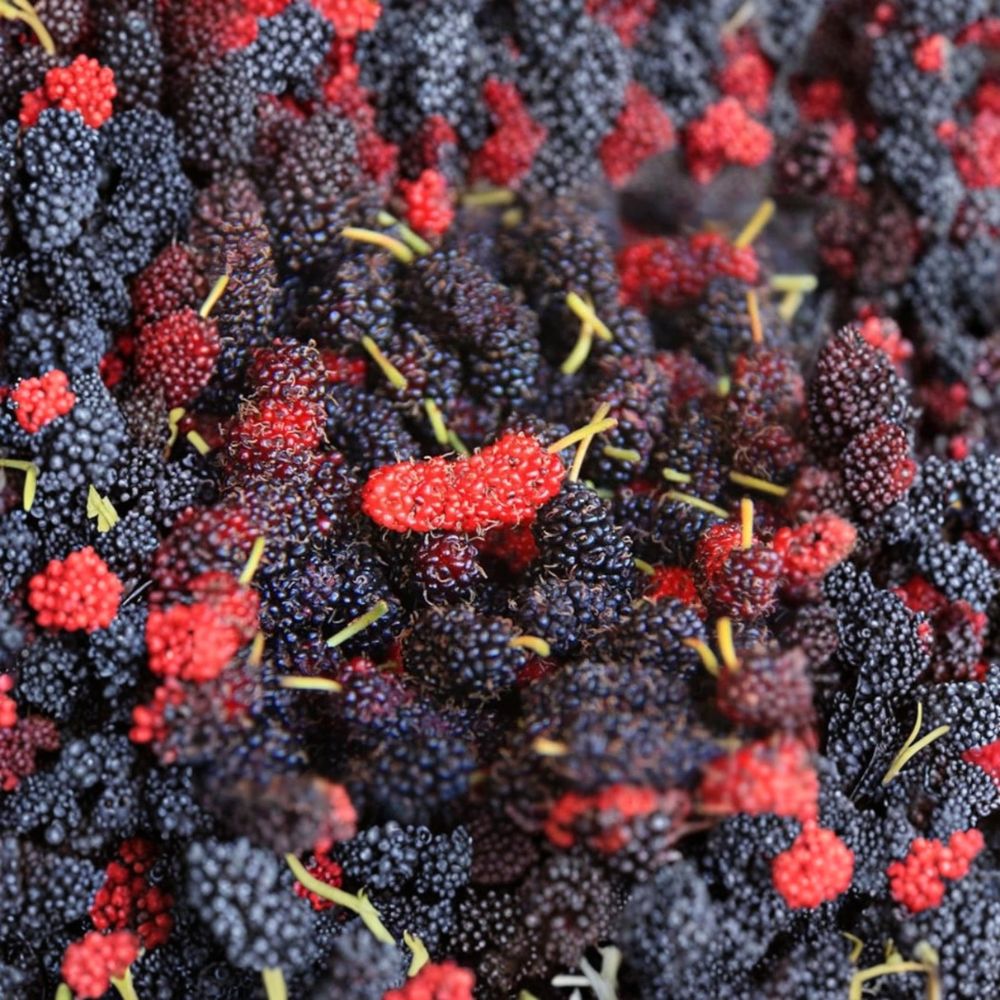 Illinois Everbearing Mulberry – Morus alba × rubra Live Starter Plant | 4–6 Inches Tall | Soil Root Ball No Pot | Sweet Berry Tree | Cold Hardy & Easy to Grow