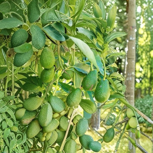 Hass Avocado Seeds – Persea americana 2 Organic Seeds | Non-GMO | Fresh & Ready to Plant  Creamy Classic Variety | Home Garden Favorite | Free Fast Shipping