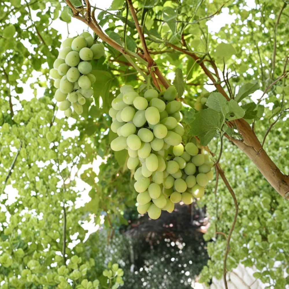 Cotton Candy Grape – Vitis vinifera Cuttings | 5 Fresh 6–8 Inch Unrooted Cuttings | Sweet Cotton Candy Grape Vine | Easy to Root Fruit Vine