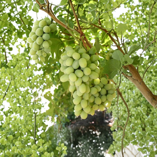 Cotton Candy Grape – Vitis vinifera Cuttings | 5 Fresh 6–8 Inch Unrooted Cuttings | Sweet Cotton Candy Grape Vine | Easy to Root Fruit Vine