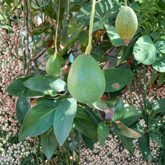 Bacon Avocado Seeds – Persea americana  12 Fresh Avocado Seeds | USA Grown Non-GMO • Naturally Grown • Cold Hardy Variety