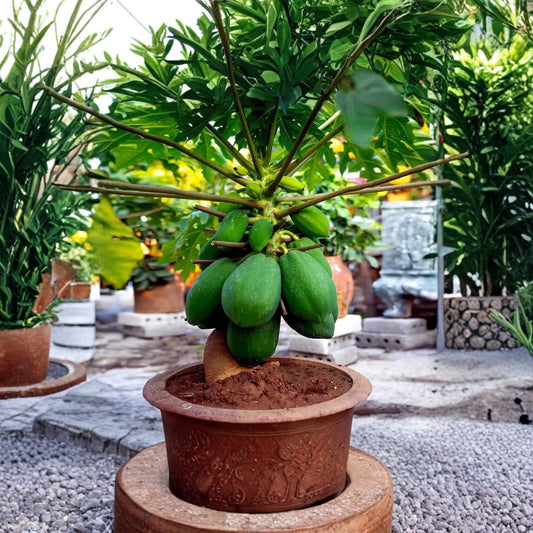 Rare Dwarf Solo Waimanalo Papaya Seeds – 40 Seeds | Carica Papaya Tropical Fruit Tree | Fast Fruiting Papaya Variety | Container Friendly Houseplant