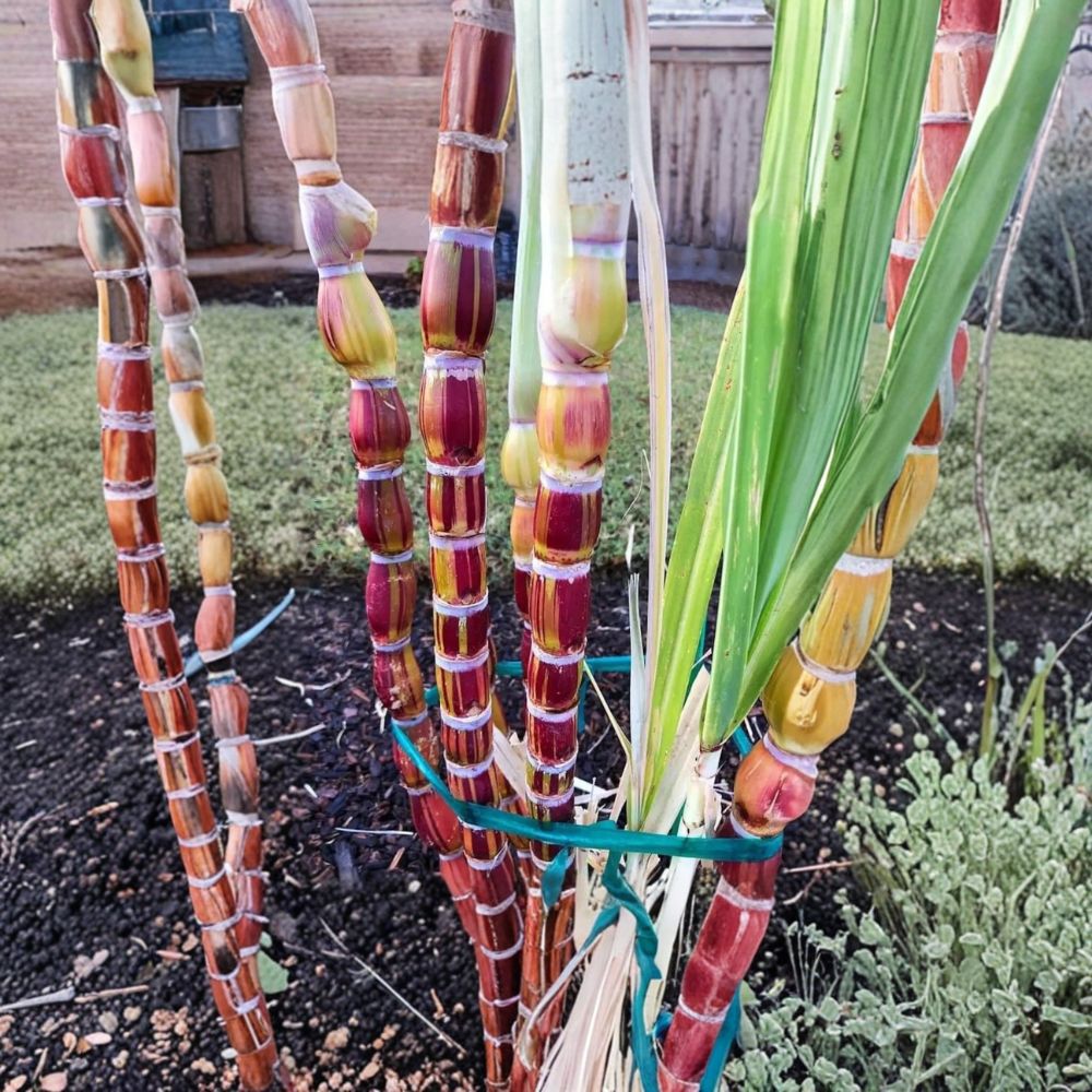 Hilo Buddha Hawaiian Sugarcane – Rare Organic Seeds | 30 Sugarcane Seeds | Tropical Sweet Cane Variety | Exotic Garden Crop Starter