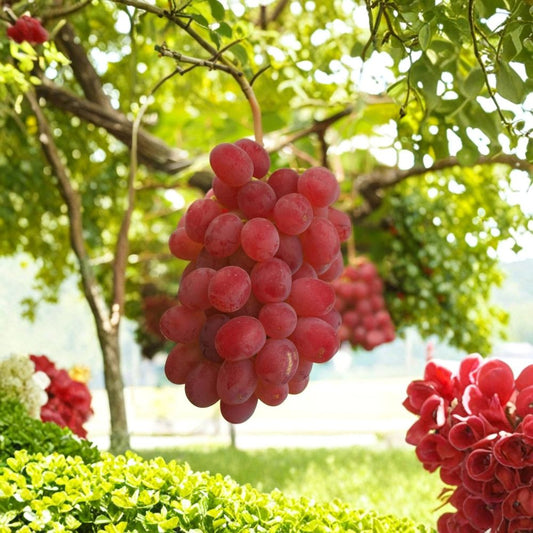 Japanese Kaiji Grape Cuttings – Vitis vinifera Rare Propagation Set | 5 Cuttings 6–8 Inches Long | Rooting or Grafting Vine