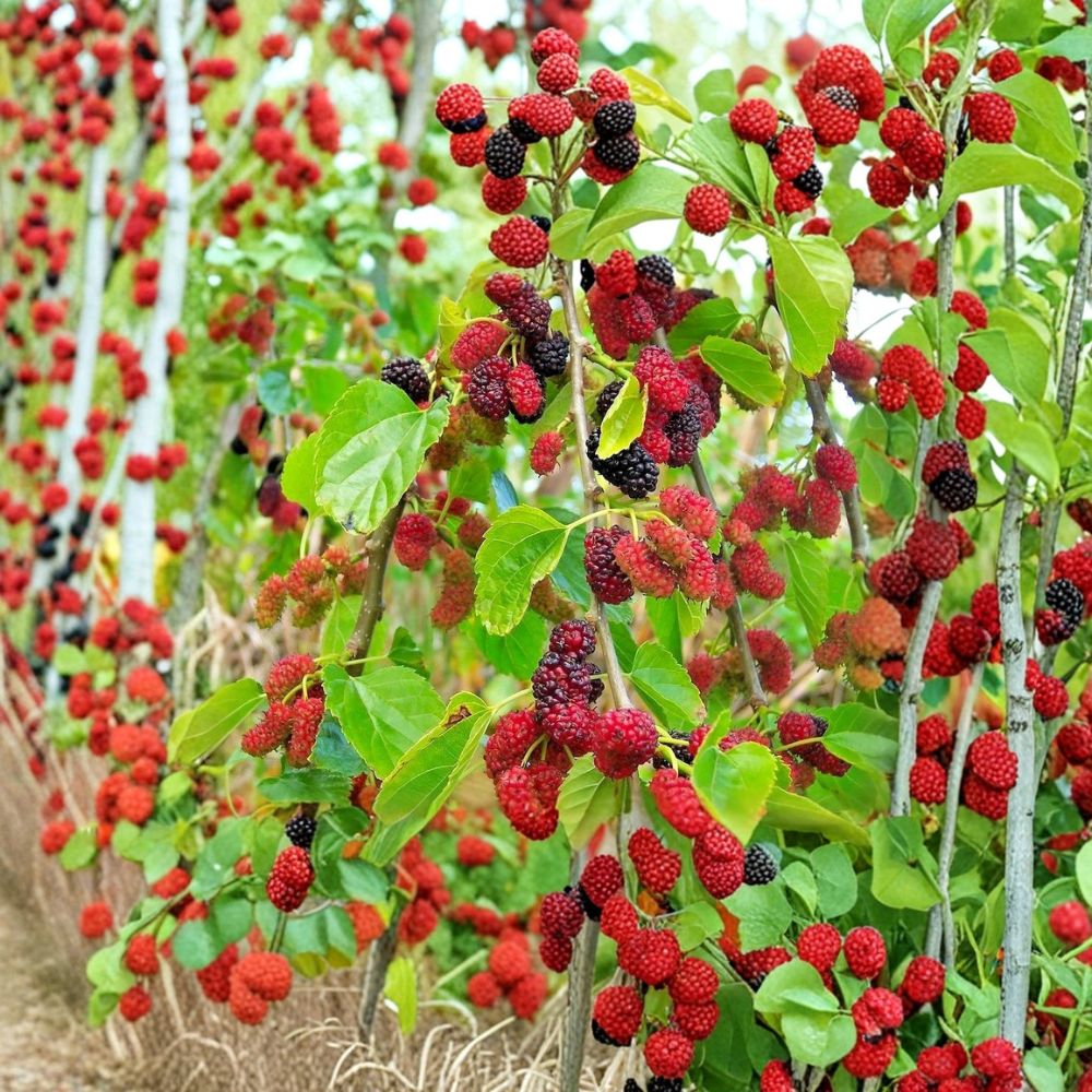Red Mulberry Tree – Morus rubra Live Plants | 16–24 Inches Tall Bare Root | 2 Pack Sweet Native Fruit Trees | Backyard Orchard & Wildlife Friendly