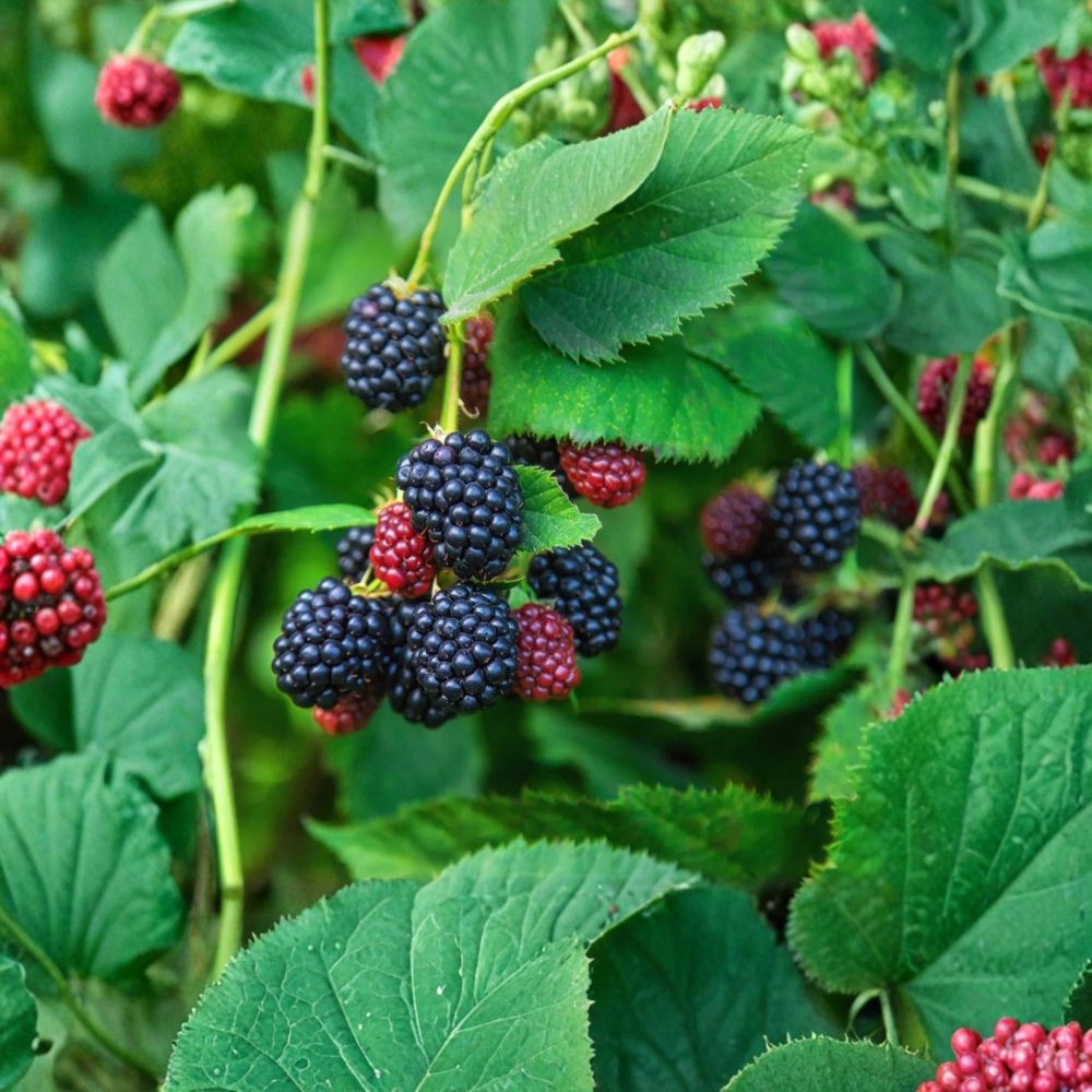 Arapaho Thornless Blackberry – Rubus fruticosus ‘Arapaho’ Live Plants | 4–6 Inches Tall | Set of 2 Soil-Wrapped Roots | Sweet Berry Bush | Garden Ready