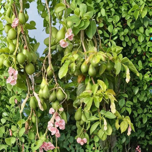 Hass Avocado Seeds – Persea americana  5 Fresh Avocado Seeds Easy to Grow • Great for Home Gardeners