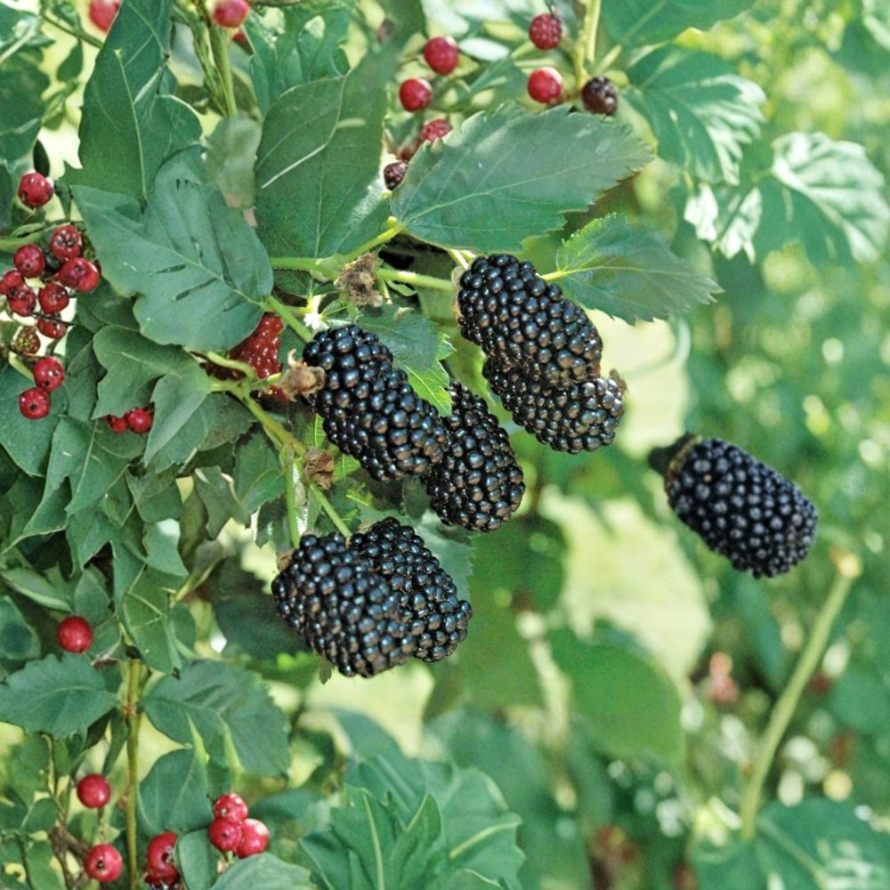 Prime-Ark Freedom Thornless Blackberry – Rubus ‘Prime-Ark® Freedom’ Live Starter Plants | 4–10 Inches Tall | Set of 4 Bare Root Plants | Dual Fruiting Berry Bush | Garden Ready