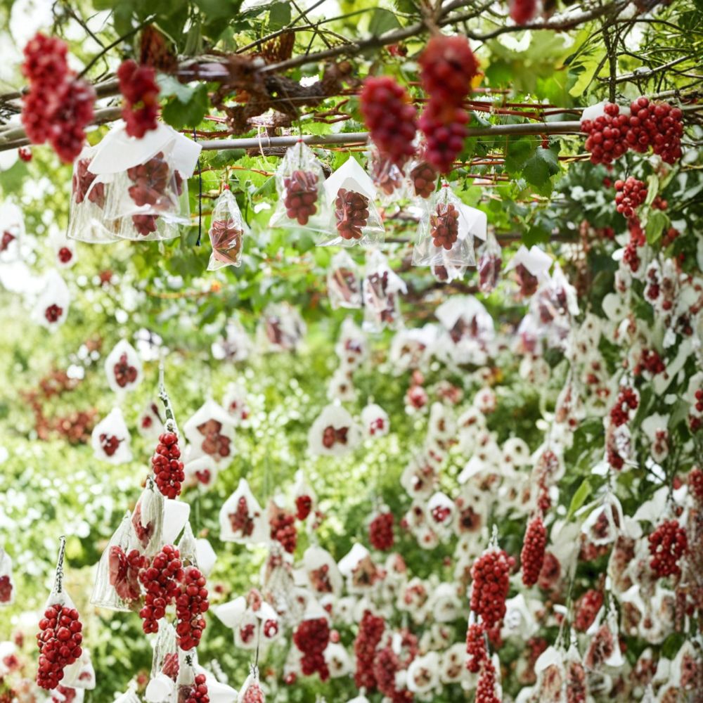 Ruby Roman Grape Vine – Live Plant 1–2 Ft Tall | Rare Japanese Luxury Grape | Organic Sweet Table Grape | Trellis & Patio Friendly