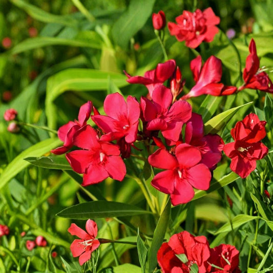 Oleander ‘Petite Red’ – Rare Nerium oleander Cuttings | 5 Fresh 6–8 Inch Unrooted Cuttings | Compact Red Flowering Shrub | Cuttings for Rooting or Grafting
