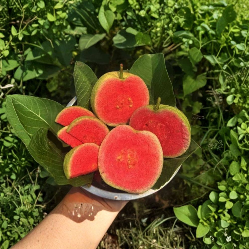 Diamond Guava Plant – Psidium guajava Live Organic Plant | 8–12 Inches Tall | Rare Tropical Fruit Tree | Patio & Garden Friendly