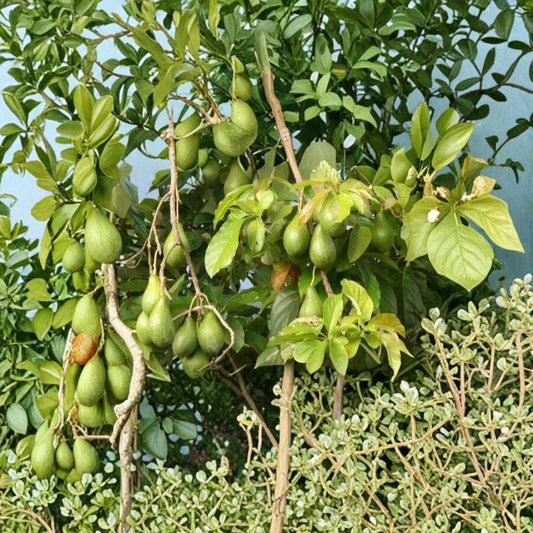 Hass Avocado Seeds – Persea americana  3 Fresh Avocado Seeds Easy to Grow • Great for Home Gardeners