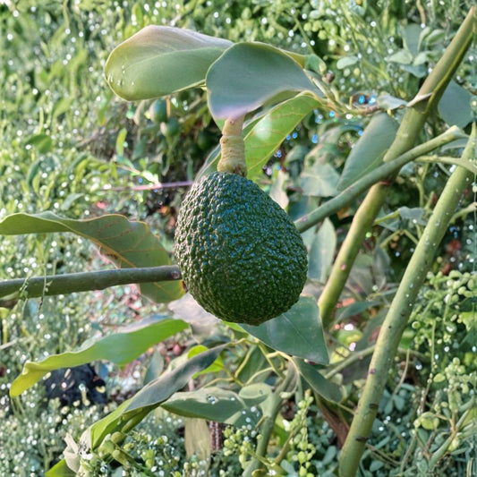 Hass Avocado Seeds – Persea americana 4 USA-Grown Seeds | Non-GMO | Naturally Grown  Grow Your Own Avocado Tree | Great for Containers | Tropical Garden Favorite