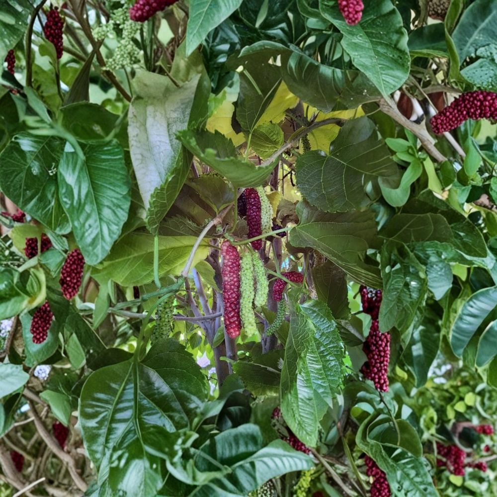 Pakistan Mulberry Tree – Morus nigra Live Plants | 6–8 Inches Tall | Set of 2 Bare Root Starter Trees | Sweet Exotic Fruit Tree | Garden & Patio Friendly