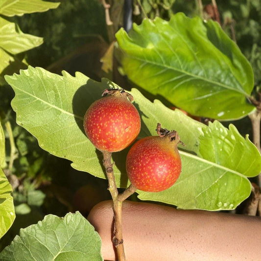 Bronze Loquat – Eriobotrya marginata Cuttings | 3 Fresh Unrooted Cuttings | Rare Bronze Leaf Loquat Tree | Cuttings for Rooting or Grafting