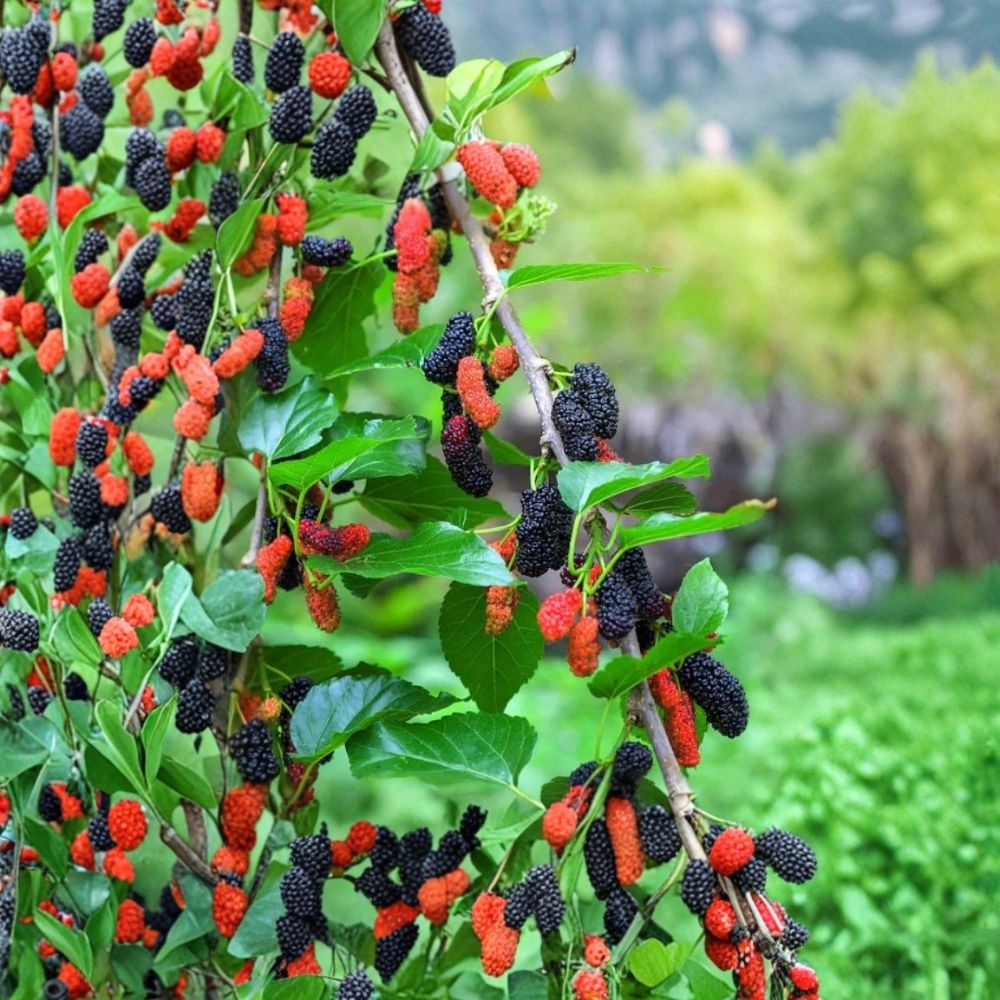 Illinois Everbearing Mulberry – Morus alba × rubra Live Starter Plant | 4–8 Inches Tall | Bare Root No Pot | Sweet Berry Fruit Tree | Cold Hardy & Easy to Grow