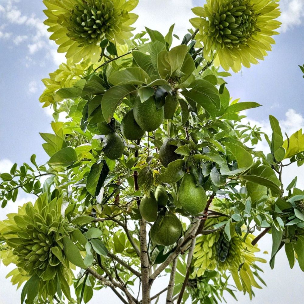 Avozilla Avocado Tree – Rooted Seed Live Plant | World’s Largest Avocado Variety | Organic Non-GMO | 1–2 Gallon Ready to Plant
