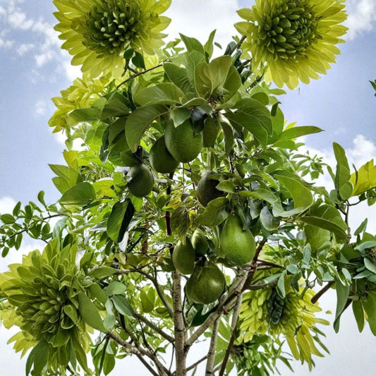 Avozilla Avocado Tree – Rooted Seed Live Plant | World’s Largest Avocado Variety | Organic Non-GMO | 1–2 Gallon Ready to Plant