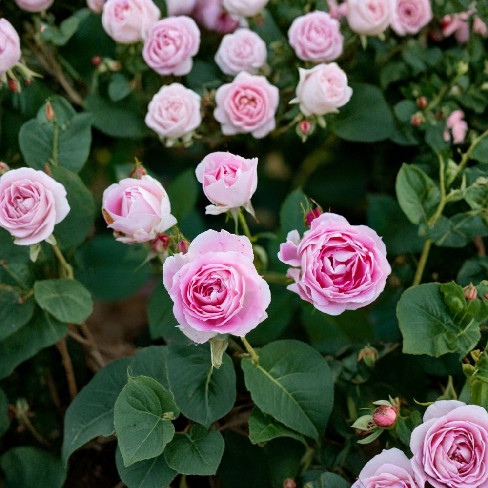 SUPER RARE Carefree Wonder Rose – 3 Unrooted Cuttings for Rooting or Grafting | Hardy Pink Landscape Rose | Repeat Blooming Garden Rose | Rare Rose Propagation Starter
