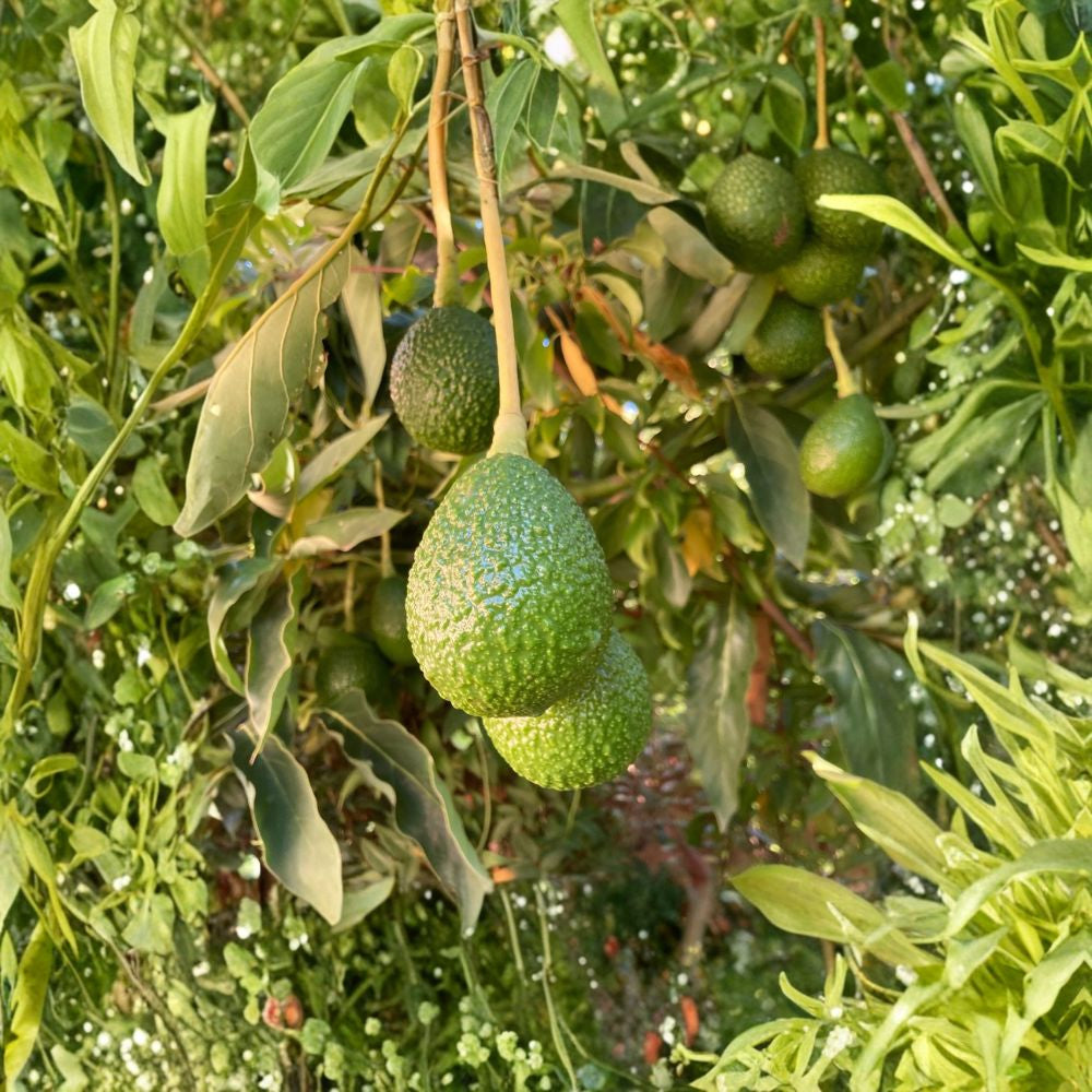 Lamb Hass Avocado Seeds – Persea americana  12 Fresh Avocado Seeds | USA Grown Non-GMO • Naturally Grown • High-Yield Variety