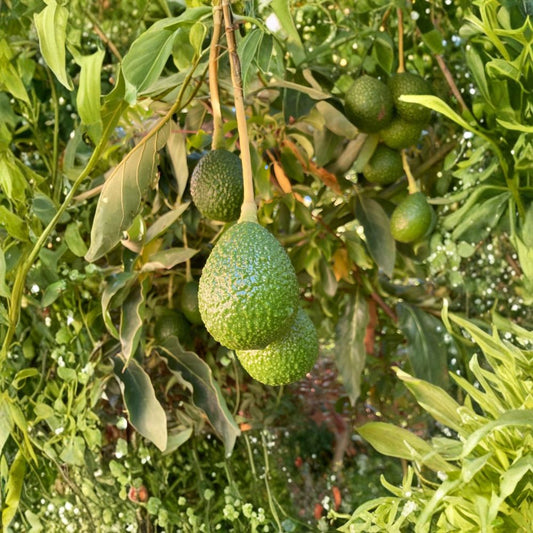 Lamb Hass Avocado Seeds – Persea americana  12 Fresh Avocado Seeds | USA Grown Non-GMO • Naturally Grown • High-Yield Variety