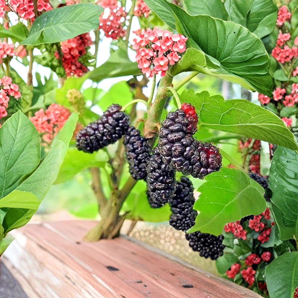 Illinois Everbearing Mulberry – Morus alba × rubra Live Starter Plant | 4–8 Inches Tall | Sweet Berry Fruit Tree | Backyard Orchard & Easy to Grow