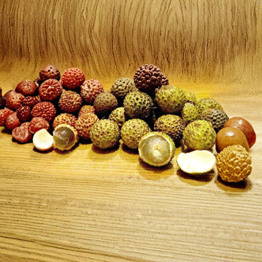 Wild Longan Seeds – Dimocarpus longan Organic Seeds | 5 Rare Sweet Longan Seeds | Tropical Fruit Tree Starter | Exotic Garden Plant