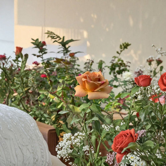 SUPER RARE Honey Dijon Rose – 3 Unrooted Cuttings for Rooting or Grafting | Unique Caramel Apricot Rose | Fragrant Garden Rose | Rare Rose Propagation Starter