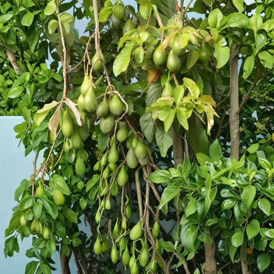 Hass Avocado Seeds – Persea americana Set of 5 Seeds | Easy to Grow | Home Garden Starter  Grow Your Own Avocado Tree | Beginner Friendly | Tropical Favorite