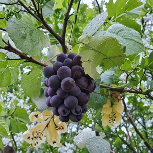 Japanese Pione Grape Vine – Rare Vitis vinifera Cuttings | 5 Fresh Unrooted Cuttings | Premium Japanese Pione Grape | Sweet Table Grape for Rooting or Grafting
