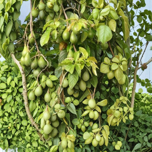 Hass Avocado Seeds – Persea americana Set of 3 Seeds | Easy to Grow | Home Garden Starter  Grow Your Own Avocado Tree | Beginner Friendly | Tropical Classic