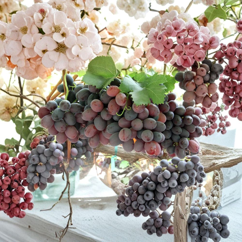 Gum Drop Grape Cuttings – Vitis vinifera Rare Organic Propagation Set | 5 Cuttings 6–8 Inches Long | Rooting or Grafting Vine