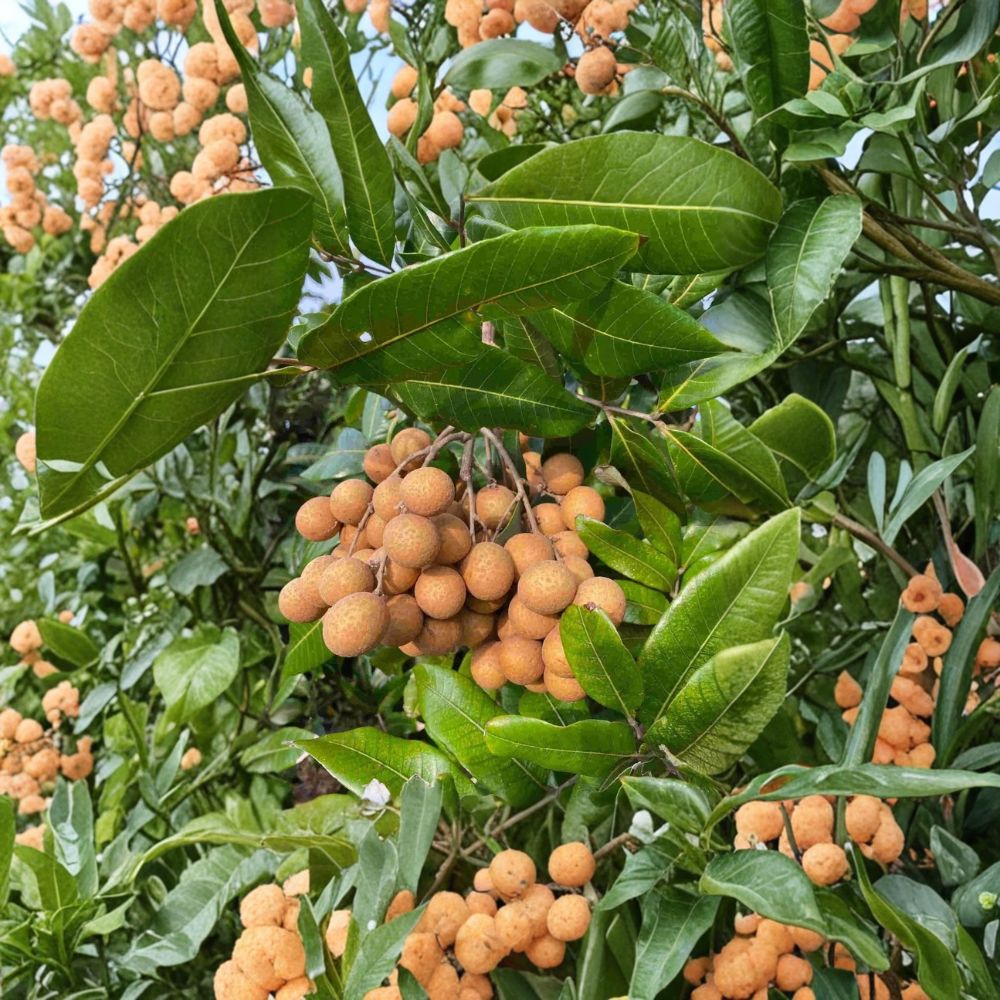 Kohala Longan Tree – Live Plant 8–12 Inches Tall | Rare Hawaiian Sweet Longan | Cold Hardy Tropical Fruit Tree | Patio & Garden Friendly