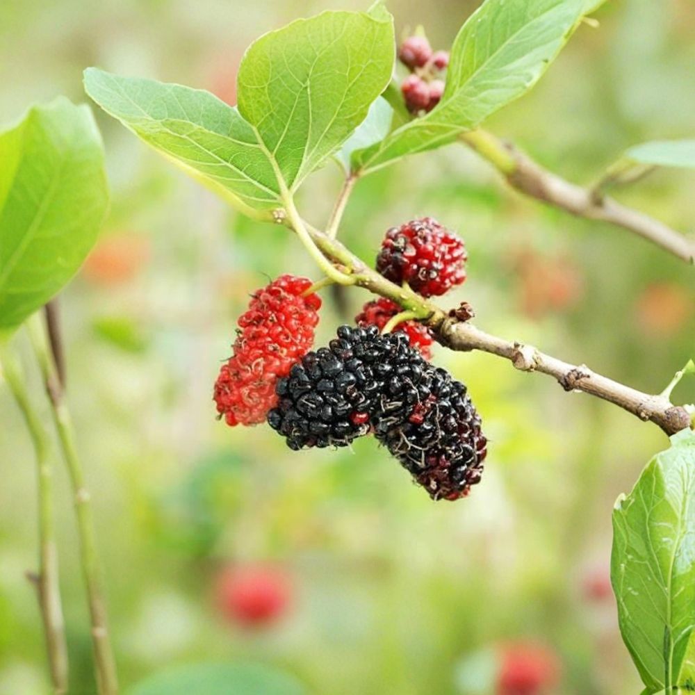 Red Mulberry Tree – Morus rubra Live Plants | 12–18 Inches Tall Bare Root | 2 Pack Native Fruit Trees | Backyard Orchard & Wildlife Friendly